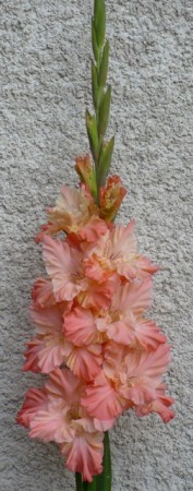 423 ŽIVÁ PANORÁMA - VYPREDANÉ NEOBJEDNÁVAŤ